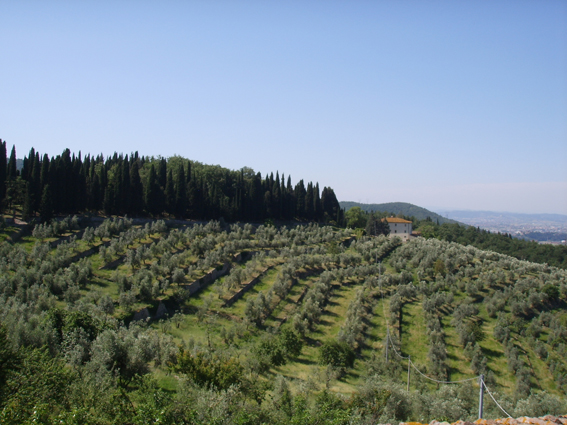 olivi toscani accademia georgofili Polistampa